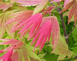 Acer shirasawanum Moonrise 'Munn001' (PBR) (maple)