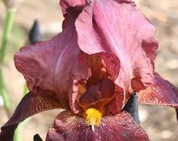 Iris 'Benton Caramel' (iris)