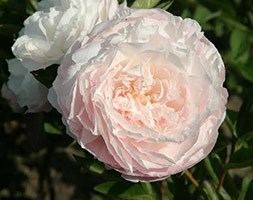 Paeonia lactiflora  'Mother's Choice' (peony)