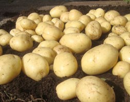 potato 'Casablanca' (PBR) (potato - first early, Scottish basic seed potato)