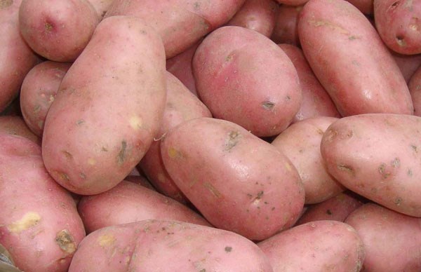 organic potato - maincrop organic potato - maincrop