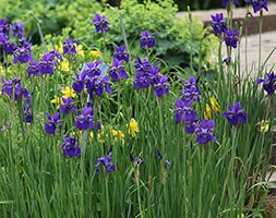 Iris 'Caesar's Brother' (Siberian iris)