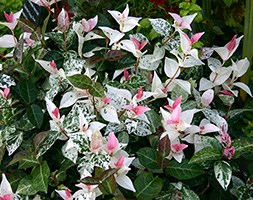 Trachelospermum 'Tricolour' (star jasmine)