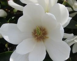 Magnolia 'Fairy Magnolia White 'MicJur05' (PBR)' (fairy magnolia)