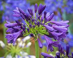 Agapanthus 'Purple Delight' (African Lily)