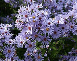 Symphyotrichum 'Little Carlow' (cordifolius hybrid) (aster)