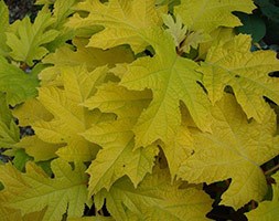 Hydrangea quercifolia Little Honey ('Brihon') (PBR) (oak-leaved hydrangea)