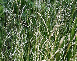 Melica altissima 'Alba' (Siberian melic)