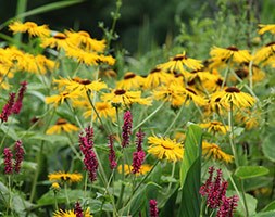 Inula helenium (elencampe)