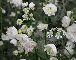 Campanula persicifolia 'Powder Puff' (peach-leaved bellflower)