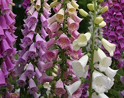 Digitalis purpurea 'Excelsior Group' (foxglove)