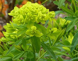 Euphorbia palustris 'Walenburg's Glorie' (spurge)