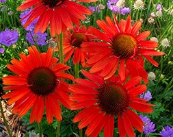 Echinacea 'Hot Lava' (PBR) (coneflower)