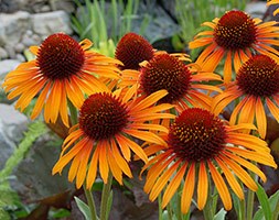 Echinacea 'Flame Thrower' (PBR) (coneflower)