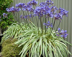 Agapanthus 'Gold Strike' (African lily)