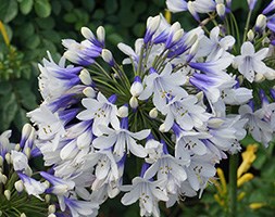 Agapanthus 'Twister' (African lily)