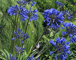 Agapanthus 'Brilliant Blue' (African lily)