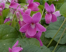 Viola  'Miracle Classy Pink' (Miracle Series) (violet)