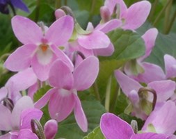 Viola 'Miracle Barley Pink' (Miracle Series) (violet)