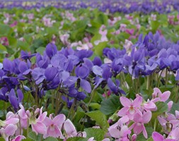 Viola 'Miracle Classy Blue' (Miracle Series) (violet)