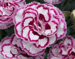 Dianthus Gran's Favorite (pink)