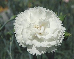 Dianthus 'Haytor White' (pink)