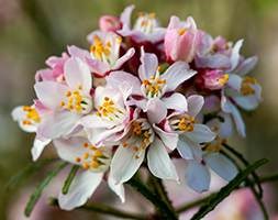 Choisya x dewitteana Pink Dazzler (PBR) (Mexican orange blossom)