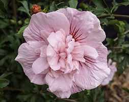 Hibiscus syriacus  'Pink Chiffon  = 'Jwnfour' (PBR)' (tree hollyhock)