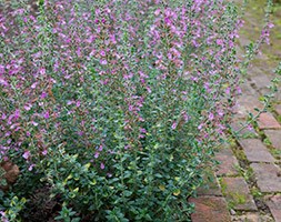 Teucrium x lucidrys (hedge germander)