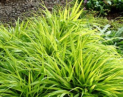 Hakonechloa macra 'All Gold' (hakonechloa)