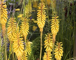 Kniphofia  'Vanilla' (red hot poker)