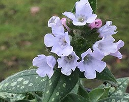 Pulmonaria 'Opal = 'Ocupol' (PBR)' (lungwort)