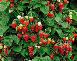 climbing strawberry 'Mount Everest' (strawberry everbearer )