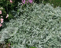 Artemisia ludoviciana 'Silver Queen' (western mugwort)