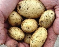 potato 'Kifli' (early maincrop potato)