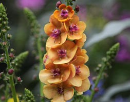 Verbascum 'Clementine' (mullein)