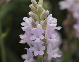 Lavandula angustifolia 'Ellagance Pink' (lavender)