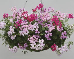 Geranium 'Summer Rain' (40 plus 20 FREE large plug plants)