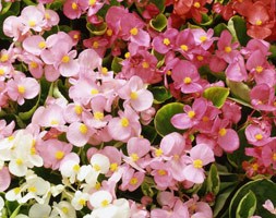 Begonia 'Heaven Delight F1 Mixed' (40 plus 20 FREE large plug plants)