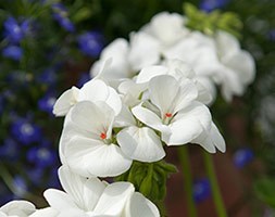 Geranium 'White' (40 plus 20 FREE large plug plants)