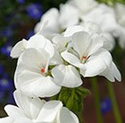 Geranium 'White'