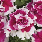 Petunia 'Double Pirouette F1 Rose'