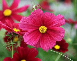 Cosmos bipinnatus 'Rubenza' (40 plus 20 FREE large plug plants)