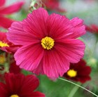 Cosmos bipinnatus 'Rubenza'