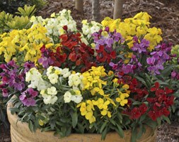 Wallflower 'Sugar Rush' (40 plus 20 FREE large plug plants)