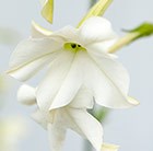 Nicotiana alata