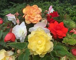 Begonia 'cascading var' (40 plus 20 FREE large plug plants)