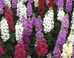 Stocks 'Fragrance Mixed' (40 plus 20 FREE large plug plants)