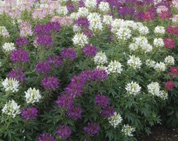 Cleome 'Mixed' (40 plus 20 FREE large plug plants)