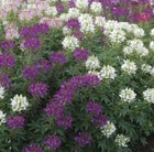 Cleome 'Odyssee Mixed'